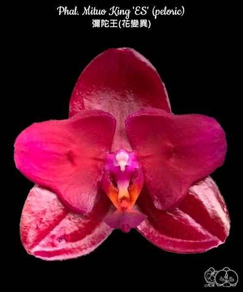 Phal. Mituo King 'ES' (peloric) 2.5''