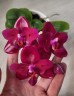Phal. Mituo King 'ES' (peloric) 2.5''