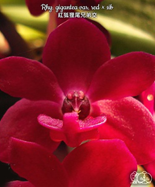 Rhy. gigantea var. red × sib 2.5"