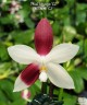 Phal. tetraspis 'C2' 2.5'' УЦЕНКА (механическое повреждение листиков)