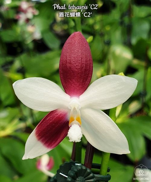 Phal. tetraspis 'C2' 2.5'' УЦЕНКА (механическое повреждение листиков)