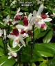 Phal. tetraspis 'C2' 2.5'' УЦЕНКА (механическое повреждение листиков)