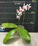 Phal. tetraspis 'C2' 2.5'' УЦЕНКА (механическое повреждение листиков)
