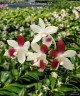 Phal. tetraspis 'C2' 2.5'' УЦЕНКА (механическое повреждение листиков)
