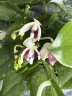 Phal. tetraspis 'C2' 2.5'' УЦЕНКА (механическое повреждение листиков)
