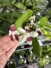 Phal. tetraspis 'C2' 2.5'' УЦЕНКА (механическое повреждение листиков)