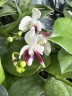 Phal. tetraspis 'C2' 2.5'' УЦЕНКА (механическое повреждение листиков)
