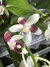 Phal. tetraspis 'C2' 2.5'' УЦЕНКА (механическое повреждение листиков)