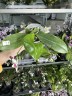 Phal. tetraspis 'C2' 2.5'' УЦЕНКА (механическое повреждение листиков)