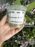 Phal. tetraspis 'C2' 2.5'' УЦЕНКА (механическое повреждение листиков)