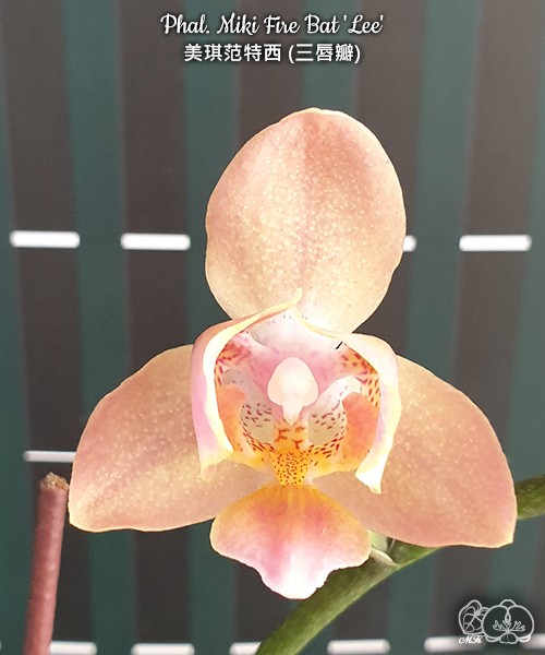 Phal. Miki Fantasy (peloric - 3 lips) 2.5''