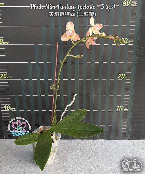 Phal. Miki Fantasy (peloric - 3 lips) 2.5''