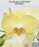 Phal. Younghome Walle '05100' 2.5"