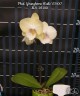 Phal. Younghome Walle '05100' 2.5"