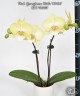 Phal. Younghome Walle '05100' 2.5"