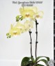 Phal. Younghome Walle '05100' 2.5"