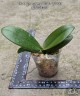Phal. Younghome Walle '05100' 2.5"
