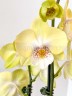 Phal. Younghome Walle '05100' 2.5"