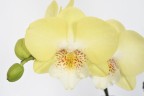 Phal. Younghome Walle '05100' 2.5"