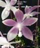 Phal. tetraspis 'Blue' 2.5" УЦЕНКА (Мех. повр. лист.)