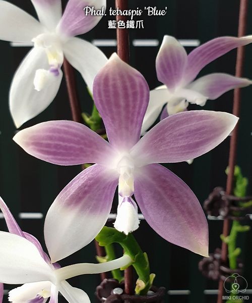 Phal. tetraspis 'Blue' 2.5" УЦЕНКА (Мех. повр. лист.)