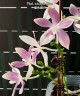 Phal. tetraspis 'Blue' 2.5" УЦЕНКА (Мех. повр. лист.)