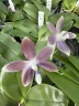 Phal. tetraspis 'Blue' 2.5" УЦЕНКА (Мех. повр. лист.)