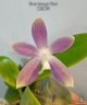 Phal. tetraspis 'Blue' 2.5" УЦЕНКА (Мех. повр. лист.)