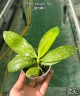 Phal. tetraspis 'Blue' 2.5" УЦЕНКА (Мех. повр. лист.)
