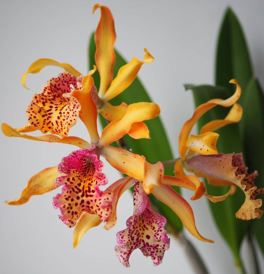 Mcv.(Smbc.) Frances Fox 2.5''