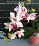 Phal. Little Gem Stripes (peloric - 3 lips) 2.5"