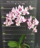 Phal. Little Gem Stripes (peloric - 3 lips) 2.5"