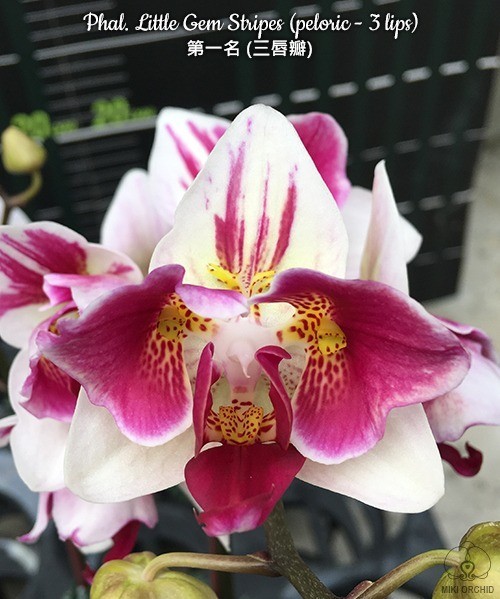Phal. Little Gem Stripes (peloric - 3 lips) 2.5"