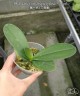 Phal. Little Gem Stripes (peloric - 3 lips) 2.5"