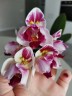 Phal. Little Gem Stripes (peloric - 3 lips) 2.5"