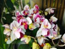 Phal. Little Gem Stripes (peloric - 3 lips) 2.5"