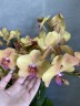 Deshi Садовник Opti-flor (2 цветоноса; Ø 12 см)