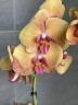 Deshi Садовник Opti-flor (2 цветоноса; Ø 12 см)