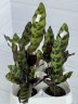 Calathea Lancifolia mini (Ø 6 см)