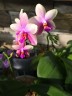 Phal. Sweet Memory 2.5''