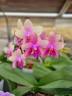 Phal. Sweet Memory 2.5''