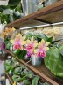 Phal. Sweet Memory 2.5''