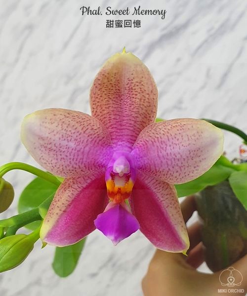 Phal. Sweet Memory 2.5''