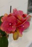 Phal. Charming Salmon '1320' 2.5''