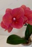 Phal. Charming Salmon '1320' 2.5''