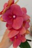Phal. Charming Salmon '1320' 2.5''