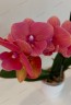 Phal. Charming Salmon '1320' 2.5''