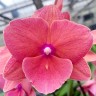 Phal. Charming Salmon '1320' 2.5''