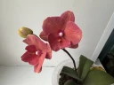 Phal. Charming Salmon '1320' 2.5''