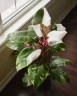 Philodendron White Princess Ø 6 см